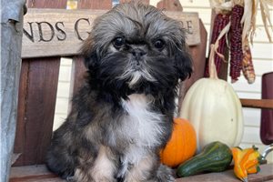 Layla - Shih Tzu for sale