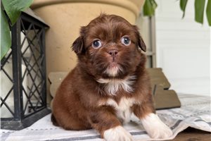 Shane - puppy for sale