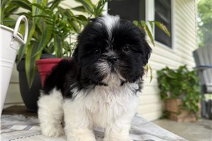Nirvana - puppy for sale
