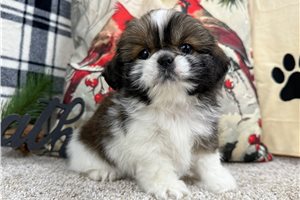 Addie - Shih Tzu for sale