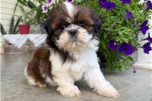 Susanna - Shih Tzu for sale