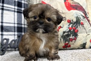 Elise - Shih Tzu for sale