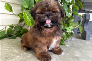 Ozzy - Shih Tzu for sale