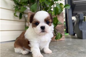 Oxana - puppy for sale