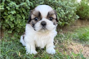 Blossom - Shih Tzu for sale
