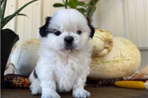 Alara - puppy for sale