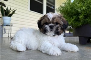 Trent - Shih Tzu for sale