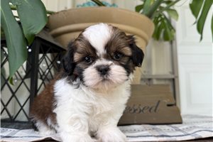 Overton - Shih Tzu for sale