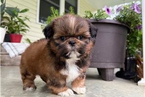 Owen - Shih Tzu for sale