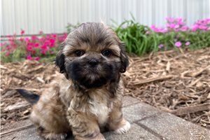 Merc - Shih Tzu for sale
