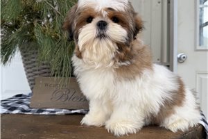 Michael - Shih Tzu for sale
