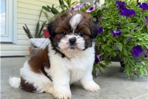 Silas - Shih Tzu for sale