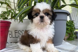 Raven - Shih Tzu for sale