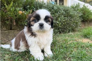 Cody - Shih Tzu for sale