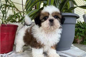 Raven - Shih Tzu for sale
