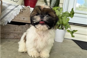 Tony - Shih Tzu for sale