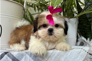 Ruthie - Shih Tzu for sale