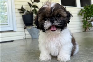 Tony - Shih Tzu for sale