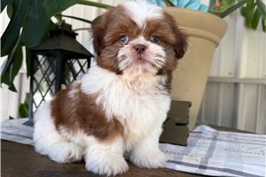 Walter - Shih Tzu for sale