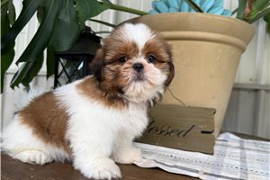 Willow - Shih Tzu for sale