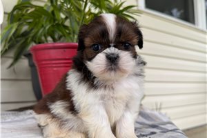 Susanna - puppy for sale