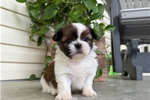 Overton - puppy for sale