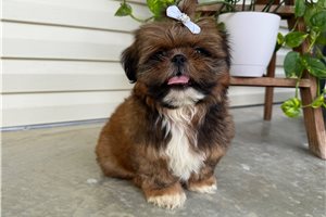 Owen - Shih Tzu for sale
