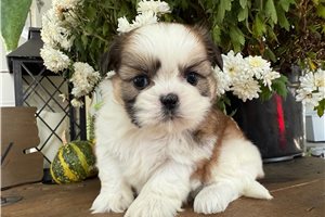 Peace - puppy for sale