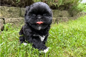 Pansy - Shih Tzu for sale