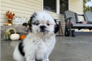 Alara - Shih Tzu for sale