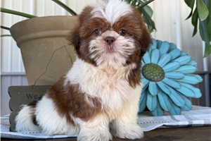 Walter - Shih Tzu for sale