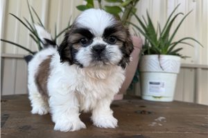 Colton - Shih Tzu for sale