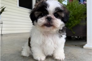 Timothy - Shih Tzu for sale