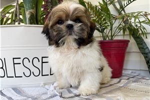 Trent - Shih Tzu for sale