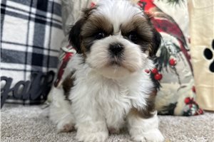 Everly - Shih Tzu for sale