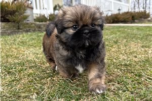 Barnes - Shih Tzu for sale