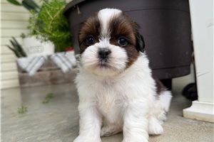 Sable - Shih Tzu for sale