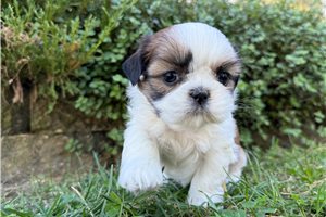 Breslin - Shih Tzu for sale