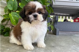 Overton - Shih Tzu for sale