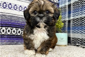 Charles - Shih Tzu for sale