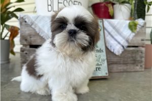 Percy - Shih Tzu for sale