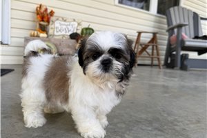 Cider - Shih Tzu for sale
