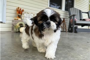 Ciara - Shih Tzu for sale