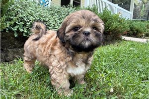 Merc - Shih Tzu for sale