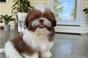 Walter - Shih Tzu for sale