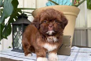 Shane - Shih Tzu for sale
