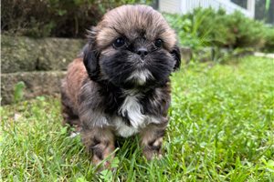 Poppy - Shih Tzu for sale