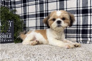Michael - Shih Tzu for sale