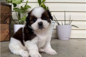 Sandra - puppy for sale