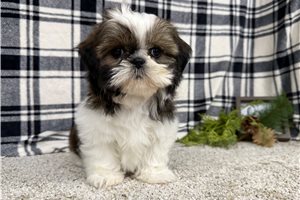 Maeve - puppy for sale